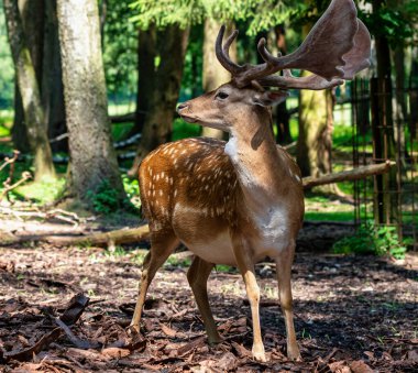 Karaca geyik, Capreolus capreolus çoğunlukla Almanya ve Fransa 'da yaşıyor