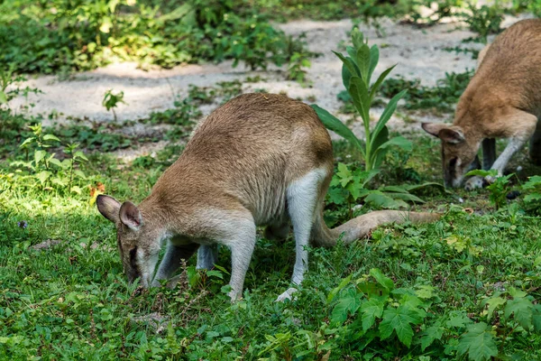 O wallaby ágil, Macropus agilis também conhecido como o wallaby arenoso — Fotografia de Stock
