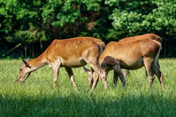 Veado vermelho, Cervus elaphus em um parque natural alemão — Fotografia de Stock