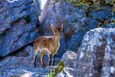 İspanyol Ibex, Torcal de Antequera Ulusal Parkı'ndaki Capra pyrenaica, İspanya