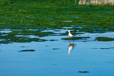 Büyük Flamingolar Içinde Lagoon Fuente de Piedra, Endülüs, İspanya