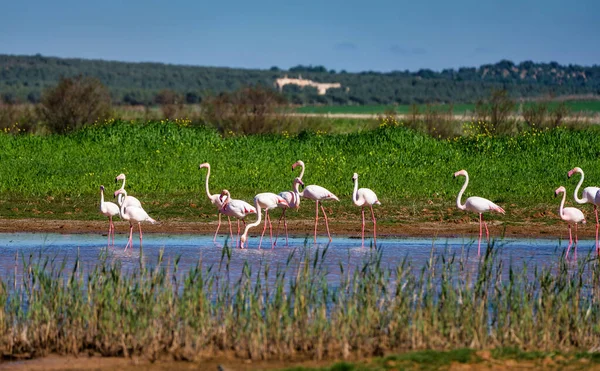 Malaga Campillos lagün sulak büyük Flamingolar. İspanya. — Stok fotoğraf