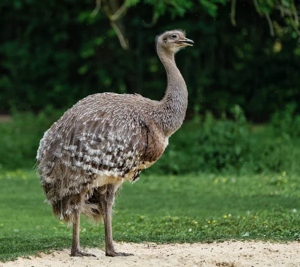 Darwins rhea, Rhea pennata is ismert, mint a törzsalakja. — Stock Fotó