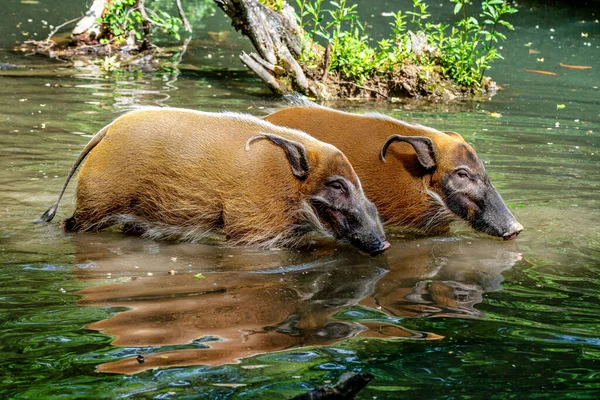 Красная речная свинья, Potamochoerus porcus, также известная как кустарная свинья . — стоковое фото