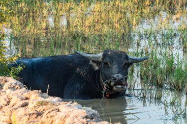 Güzel kırsal seyahat tropikal kırsal bölgesinde, Siem Reap, Kamboçya