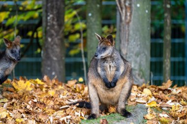 Swamp Wallaby, Wallabia bicolor, is one of the smaller kangaroos clipart