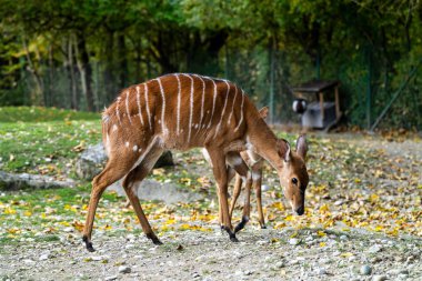 Nyala antilop - yayılım gösterir: angasii. Vahşi yaşam hayvan.