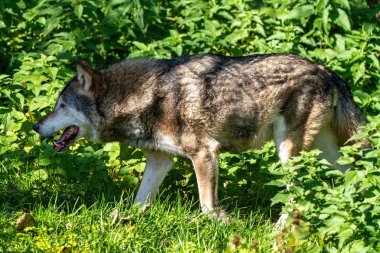 Avrupa gri kurt, Canis lupus Hayvanat Bahçesi