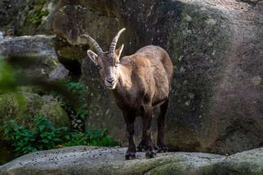 Bir kayanın üzerindeki erkek dağ keçisi ya da kapra dağ keçisi