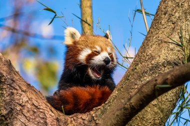 Red panda, Ailurus fulgens, küçük panda olarak da bilinir.