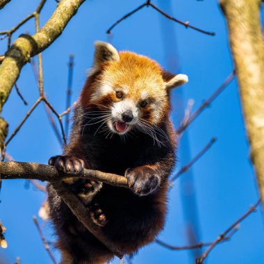 Red panda, Ailurus fulgens, küçük panda olarak da bilinir.