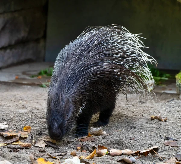 Indický chocholatý Dikobraz, Hystrix indica v německé zoo — Stock fotografie