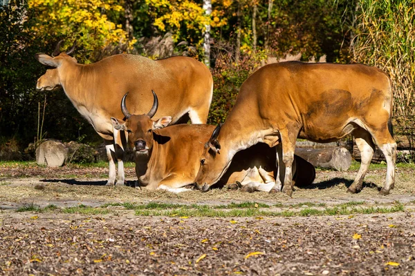 Banteng, Bos javanicus or Red Bull is a type of wild cattle.