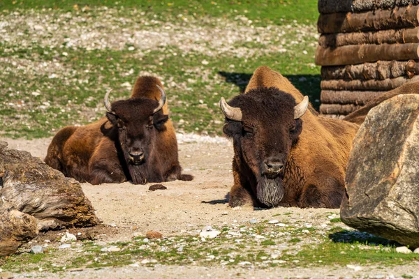 Búfalo americano conocido como bisonte, Bos bisonte en el zoológico — Foto de Stock