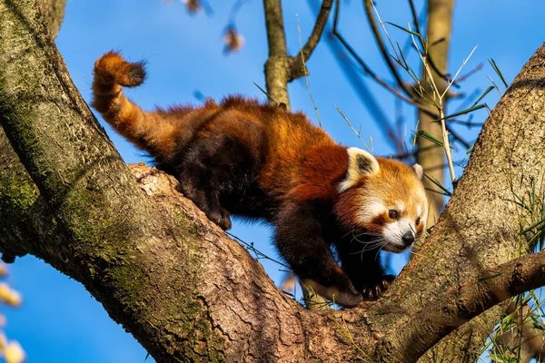 El panda rojo, Ailurus fulgens, también llamado el panda menor . — Foto de Stock