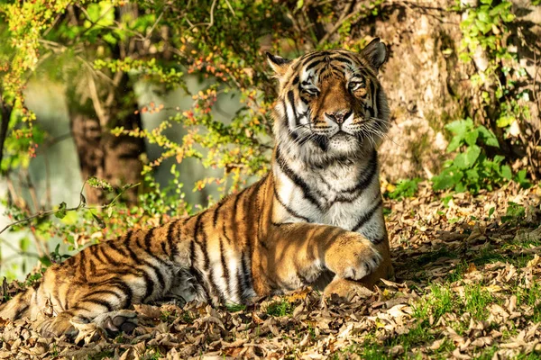 La tigre siberiana, Panthera tigris altaica nello zoo — Foto Stock