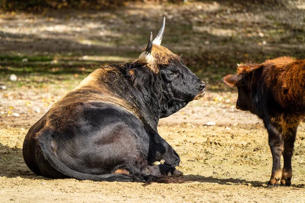 Heck bovinos, Bos primigenius taurus o aurochs en el zoológico —  Fotos de Stock