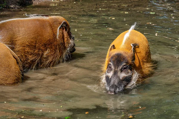 Porco-do-rio-vermelho, Potamochoerus porcus, também conhecido como porco-do-mato . — Fotografia de Stock