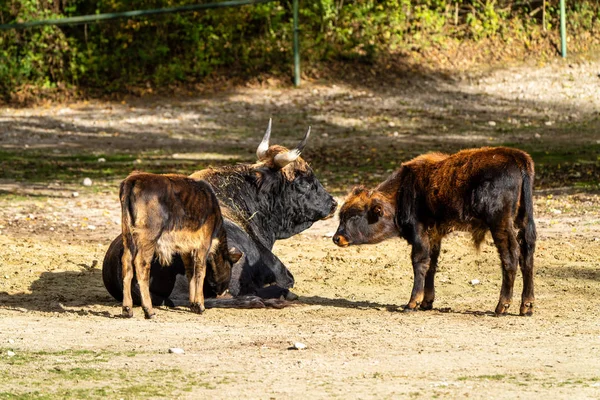 Heck bovinos, Bos primigenius taurus o aurochs en el zoológico — Foto de Stock