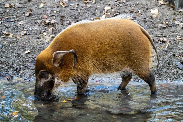 Porco-do-rio-vermelho, Potamochoerus porcus, também conhecido como porco-do-mato . — Fotografia de Stock