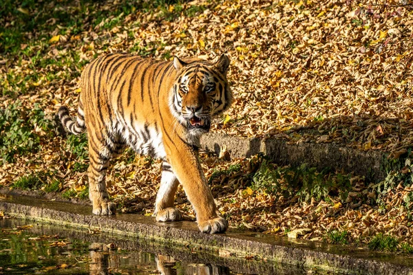 시베리아 호랑이 동물원에서 손님 티그리스 altaica — 스톡 사진
