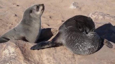 Cape Cross, Namibya, Afrika 'daki devasa kahverengi kürk fok kolonisi (Arctocephalus pusillus)