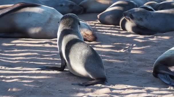 Colônia Enorme Foca Pele Marrom Arctocephalus Pusillus Cape Cross Namíbia — Vídeo de Stock