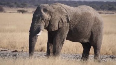Afrika fili (Loxodonta africana) Etosha Ulusal Parkı, Namibya, Afrika 'daki bir su birikintisinde su içmektedir.