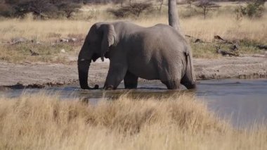 Afrika fili (Loxodonta africana) Etosha Ulusal Parkı, Namibya, Afrika 'daki bir su birikintisinde su içmektedir.