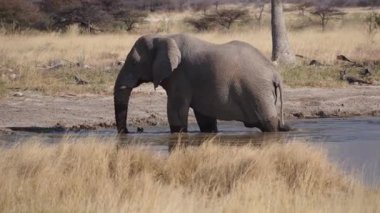 Afrika fili (Loxodonta africana) Etosha Ulusal Parkı, Namibya, Afrika 'daki bir su birikintisinde su içmektedir.