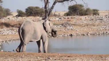 Afrika fili (Loxodonta africana) Etosha Ulusal Parkı, Namibya, Afrika 'daki bir su birikintisinde su içmektedir.