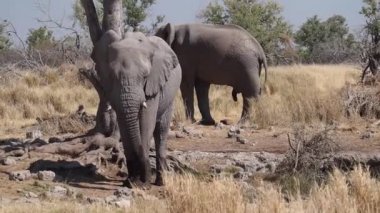 Afrika fili (Loxodonta africana) Etosha Ulusal Parkı, Namibya, Afrika 'daki bir su birikintisinde su içmektedir.