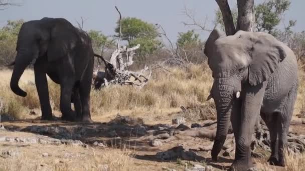 非洲大象 Loxodonta Africana 正在非洲伊托沙国家公园的一个水坑里喝水 — 图库视频影像
