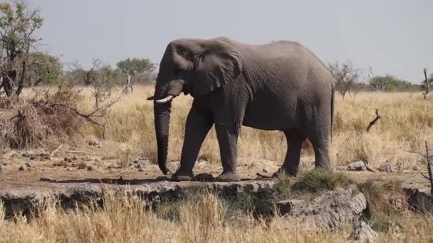 非洲大象 Loxodonta Africana 正在非洲伊托沙国家公园的一个水坑里喝水 — 图库视频影像