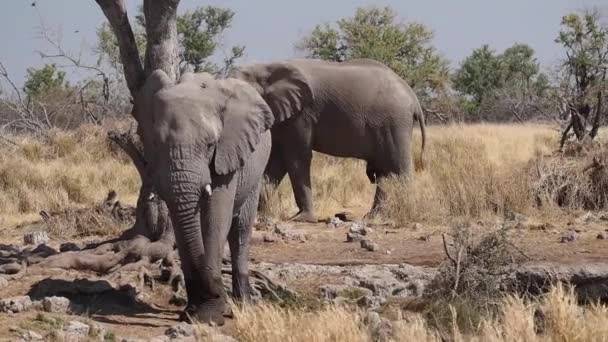 African Elephant Loxodonta Africana Drinking Water Waterhole Etosha National Park — Stock Video