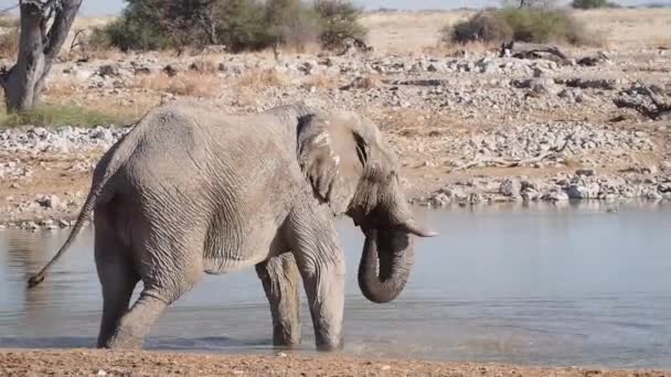 Elefante Africano Loxodonta Africana Está Bebiendo Agua Pozo Agua Parque — Vídeo de stock