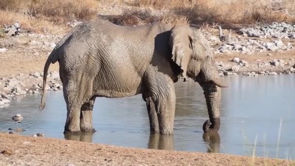 非洲大象 Loxodonta Africana 正在非洲伊托沙国家公园的一个水坑里喝水 — 图库视频影像