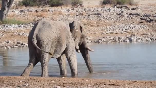 Africký Slon Loxodonta Africana Pitná Voda Pramene Národním Parku Etosha — Stock video