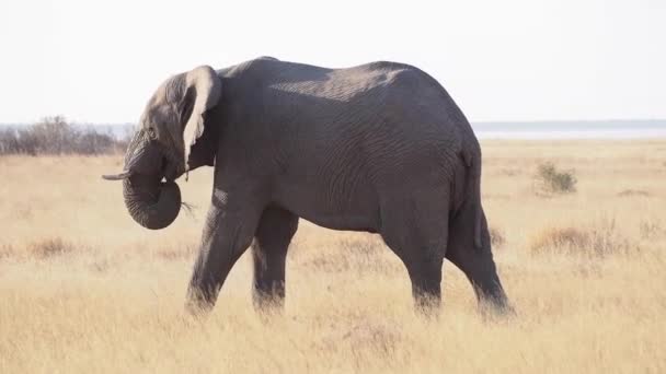 African Elephant Loxodonta Africana Drinking Water Waterhole Etosha National Park — Stock Video