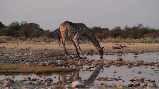 Žirafa (Žirafa camelopardalis) v národním parku Etosha, Namibie, Afrika