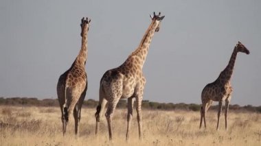 Etosha Ulusal Parkı, Namibya, Afrika 'da Zürafa (Giraffa camelopardalis)