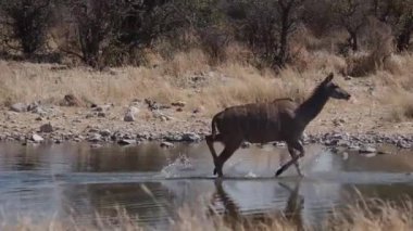 Etosha Nationalpark, Namibya, Afrika 'da daha büyük kudu (Tragelaphus strepsiceros)
