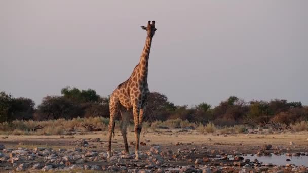エトーシャ国立公園 ナミビア アフリカのキリン Giraffa Camelopardalis — ストック動画