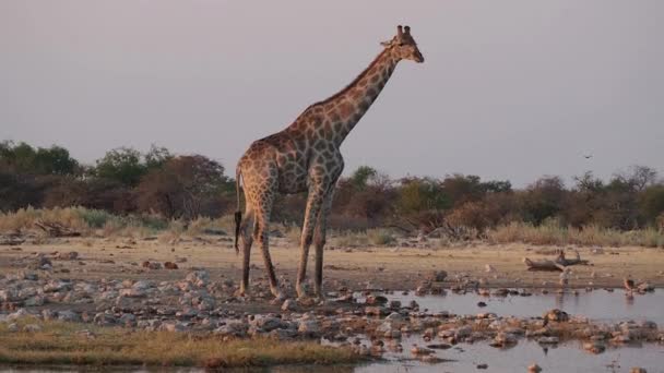 Žirafa Žirafa Camelopardalis Národním Parku Etosha Namibie Afrika — Stock video