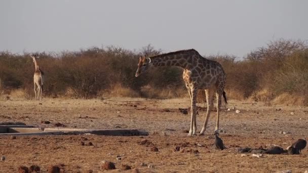 Giraffa Giraffa Camelopardalis Nel Parco Nazionale Etosha Namibia Africa — Video Stock