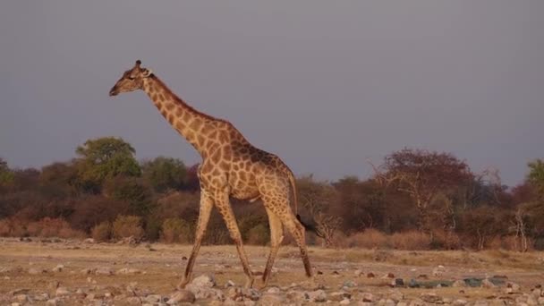 Zsiráf (Giraffa camelopardalis) az Etosha Nemzeti Parkban, Namíbia, Afrika