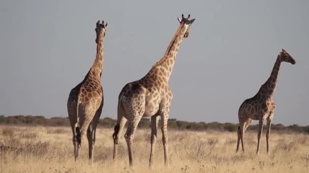 Girafe (Giraffa camelopardalis) dans le parc national d'Etosha, Namibie, Afrique 