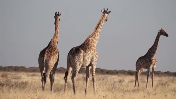 Girafa Giraffa Camelopardalis Parque Nacional Etosha Namíbia África — Vídeo de Stock