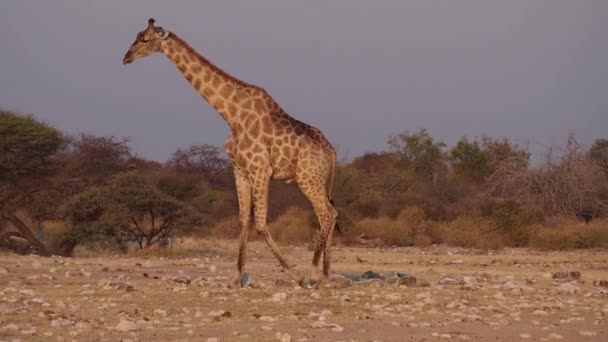 Žirafa Žirafa Camelopardalis Národním Parku Etosha Namibie Afrika — Stock video