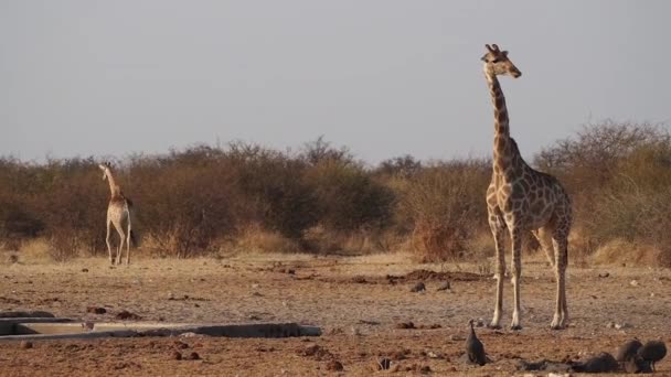 Jirafa Giraffa Camelopardalis Parque Nacional Etosha Namibia África — Vídeo de stock